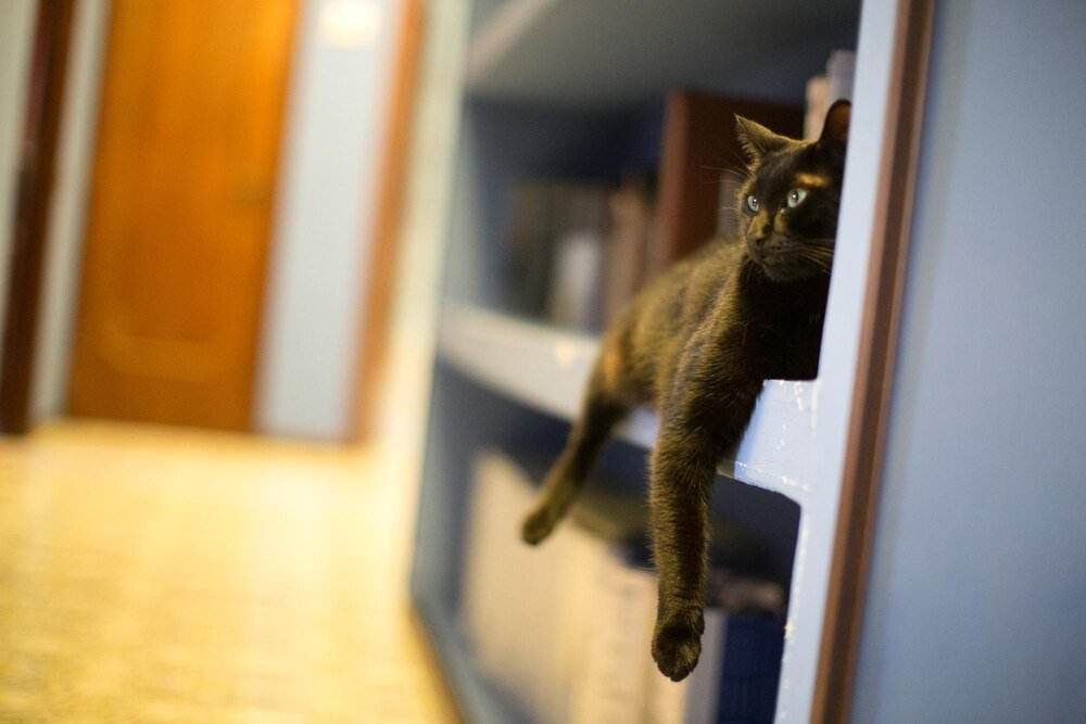 Wejście dla kota w drzwiach: jak wybrać idealne rozwiązanie dla Twojego domu